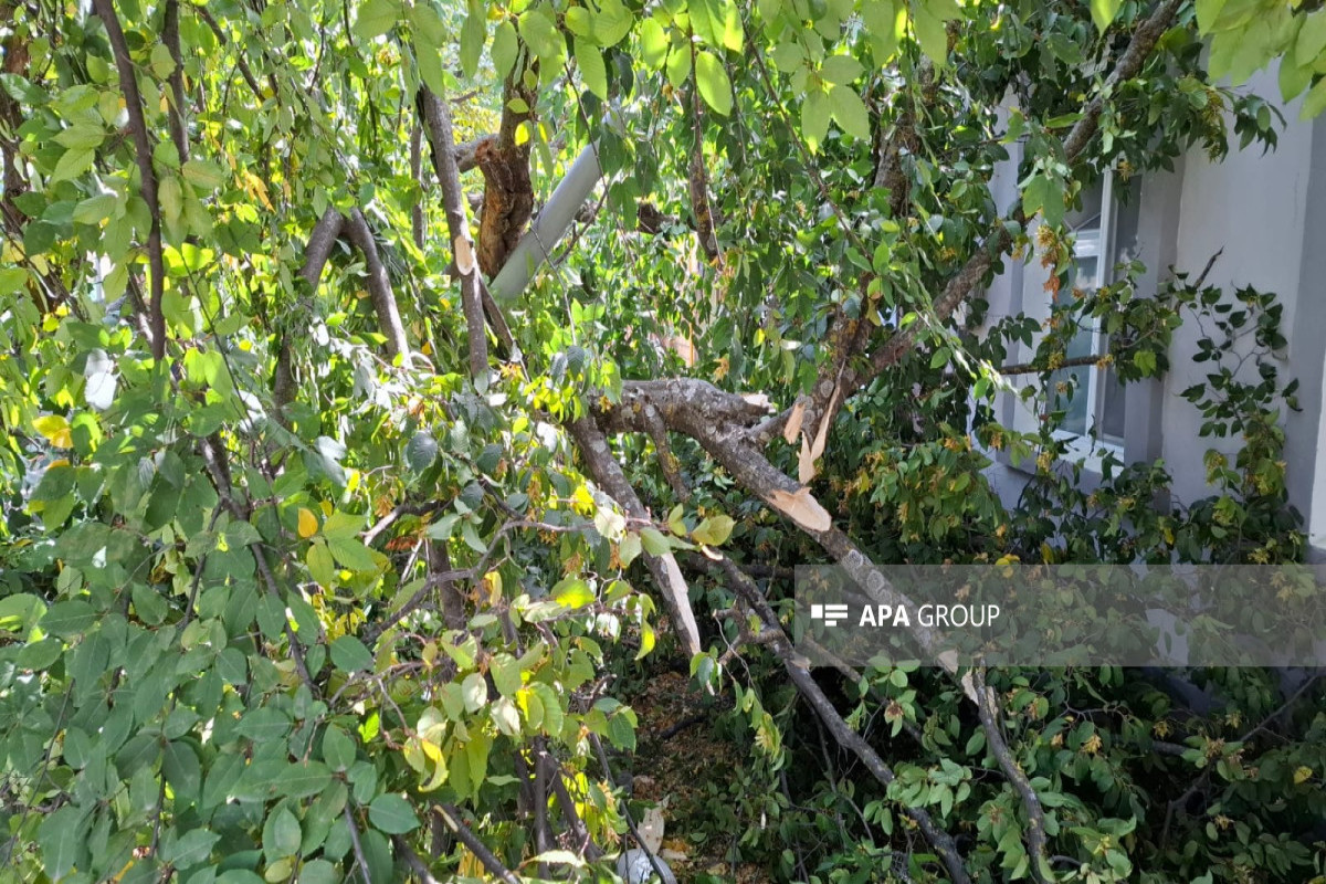 Xətai rayonunda ağaclar kəsilib, materiallar Baş Prokurorluğa göndəriləcək