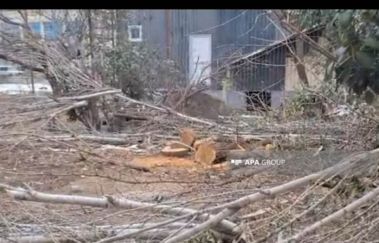 Tovuzda ağaclarının qırılması ilə bağlı araşdırma aparılır