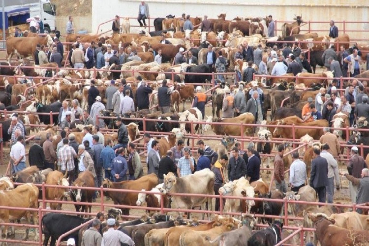 Ölkədə fəaliyyəti bərpa edilən heyvan bazarlarının sayı açıqlanıb