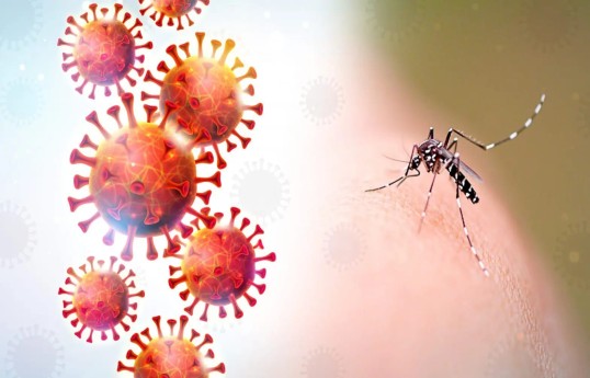 Gürcüstanda təhlükəli virus aşkarlanıb