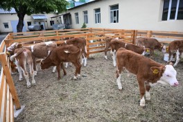 Xocalıda heyvandarlıq kompleksi ilə tanışlıq olub