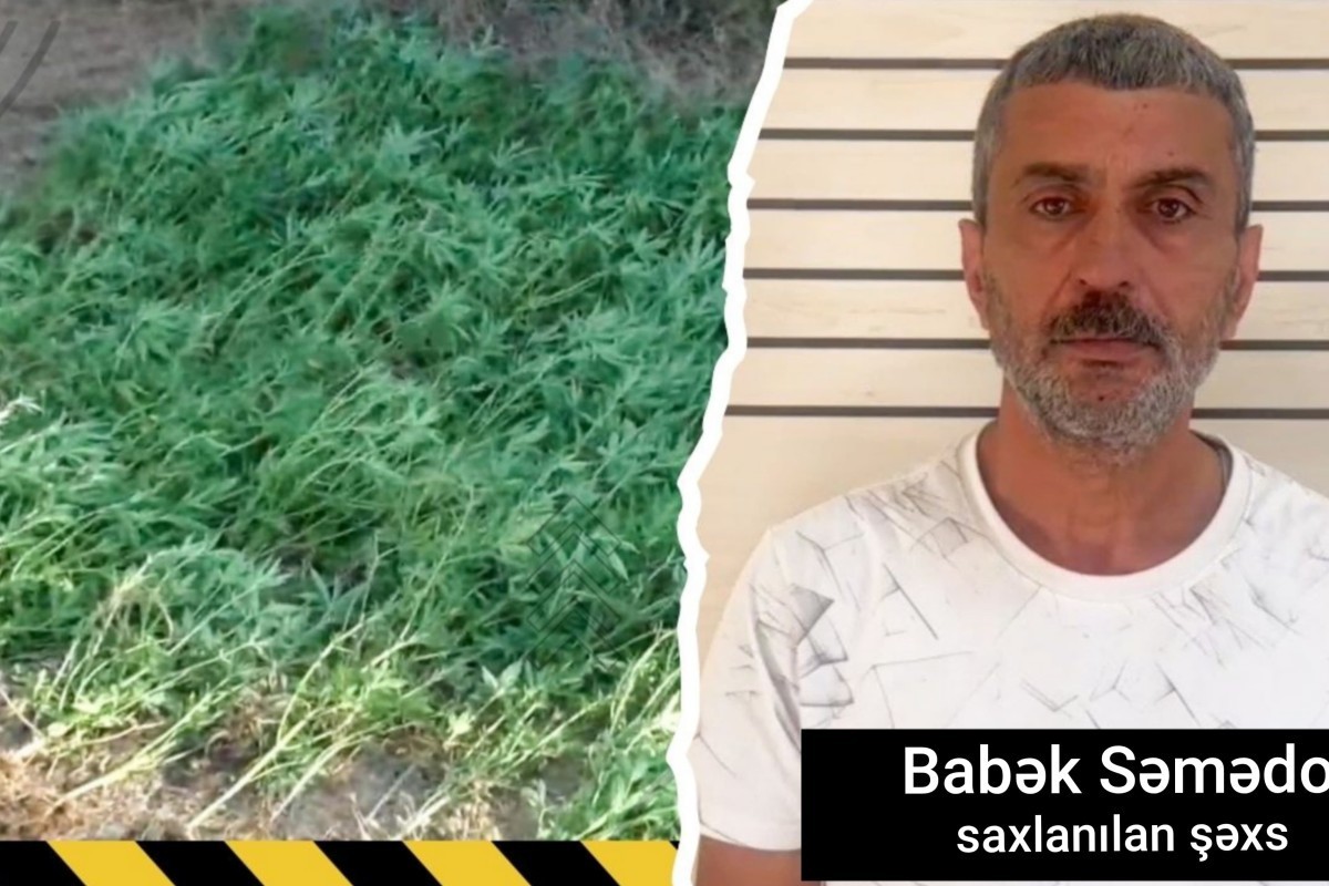 Masallıda çay kənarında çətənə kolları yetişdirən şəxs saxlanılıb