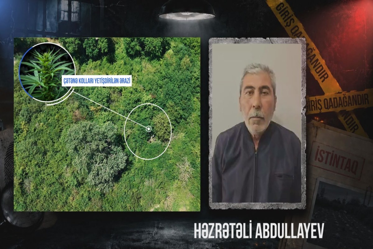 Qaxda çay sahilində çətənə kolu yetişdirən şəxs saxlanılıb - <span class="red_color">VİDEO