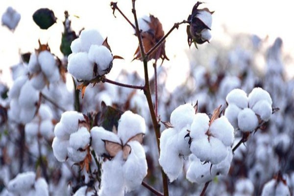 "Prime Cotton” MMC-nin ixrac gəlirləri 2 dəfəyə yaxın artıb