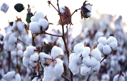 "Prime Cotton” MMC-nin ixrac gəlirləri 2 dəfəyə yaxın artıb