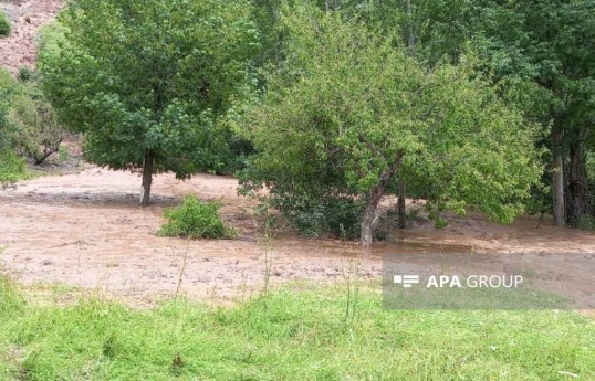 Lerikdə 727 ha meşə torpağının kateqoriyası dəyişdiriləcək