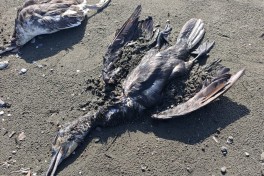 Lənkəranda, dəniz sahilində qarabatdaq quşlarının kütləvi tələfatı müşahidə olunur