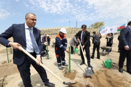 YAP-ın Sabunçu təşkilatı və “Balakhani Operating Company LTD”nin birgə təşəbbüsü ilə ağacəkmə aksiyası keçirilib
