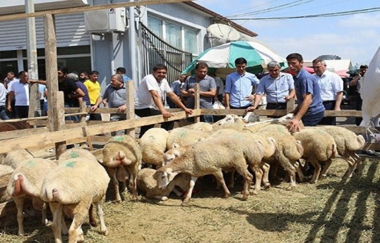 Ölkə üzrə 134 ünvanda qurbanlıq heyvanların satışı və kəsimi təşkil olunacaq - SİYAHI 