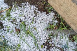 Lənkəranda güclü külək bir sıra fəsadlar törədib, 15-ə yaxın irigövdəli ağac aşıb