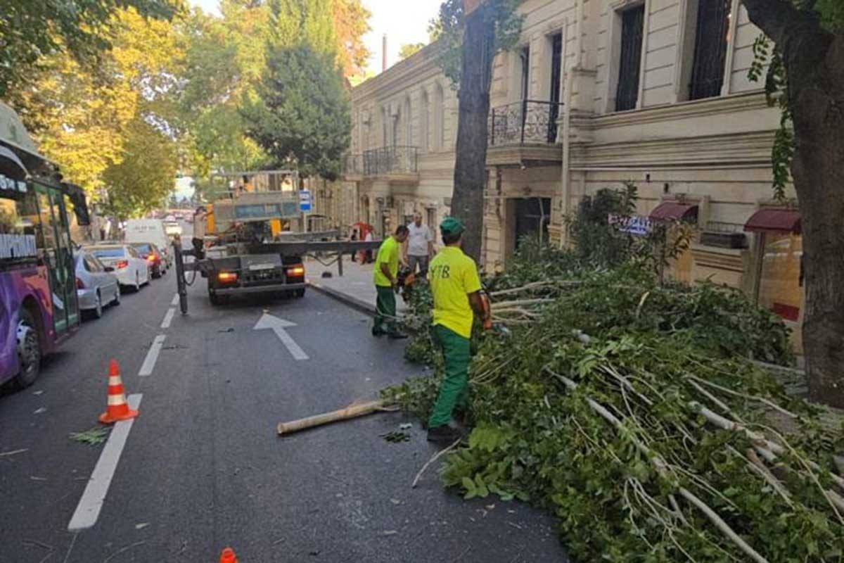 Külək nəticəsində Bakıda 15 ağac sınıb, 20 ağacın budaqları qırılıb