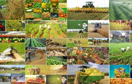 Azərbaycanda kənd təsərrüfatında subsidiya veriləcək yeni sahələr açıqlanıb