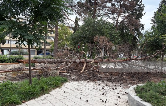 Gəncədə güclü külək irigövdəli ağacı aşırıb- FOTO 