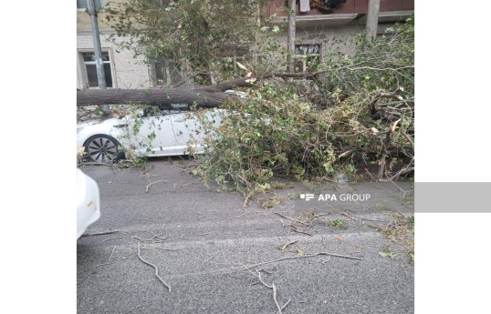 Bakıda güclü külək irigövdəli ağacı avtomobillərin üzərinə aşırıb - FOTO 