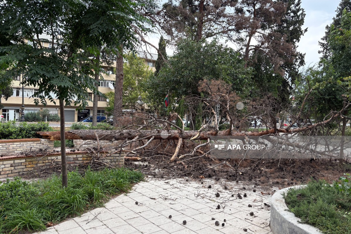 Gəncədə güclü külək irigövdəli ağacı aşırıb - FOTO