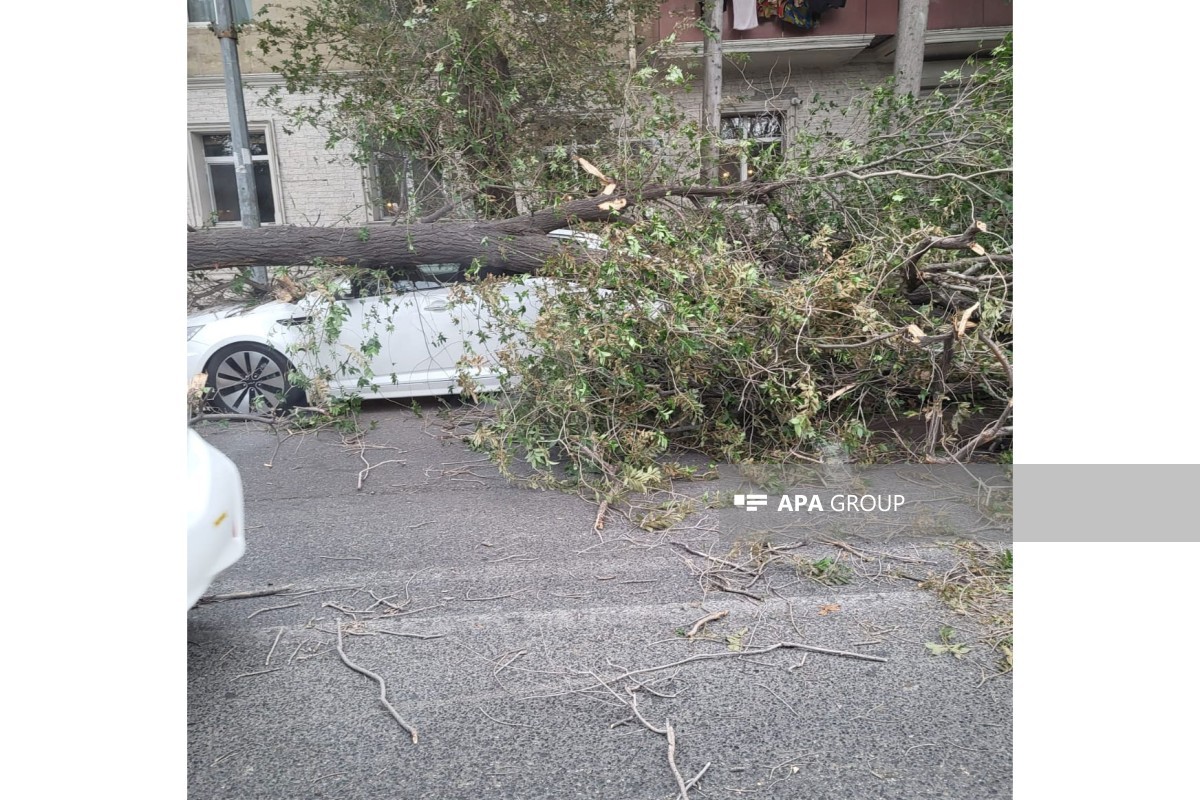 Bakıda güclü külək irigövdəli ağacı avtomobillərin üzərinə aşırıb - FOTO