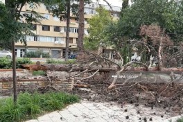 Gəncədə güclü külək irigövdəli ağacı aşırıb- FOTO