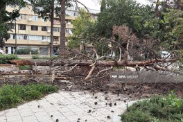 Gəncədə güclü külək irigövdəli ağacı aşırıb- FOTO