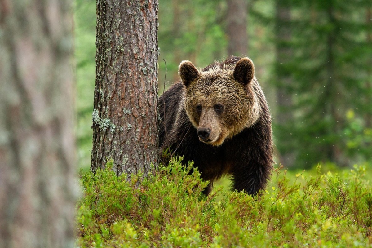 Bear mauls 66-year-old woman to death in yard of her home in Russia