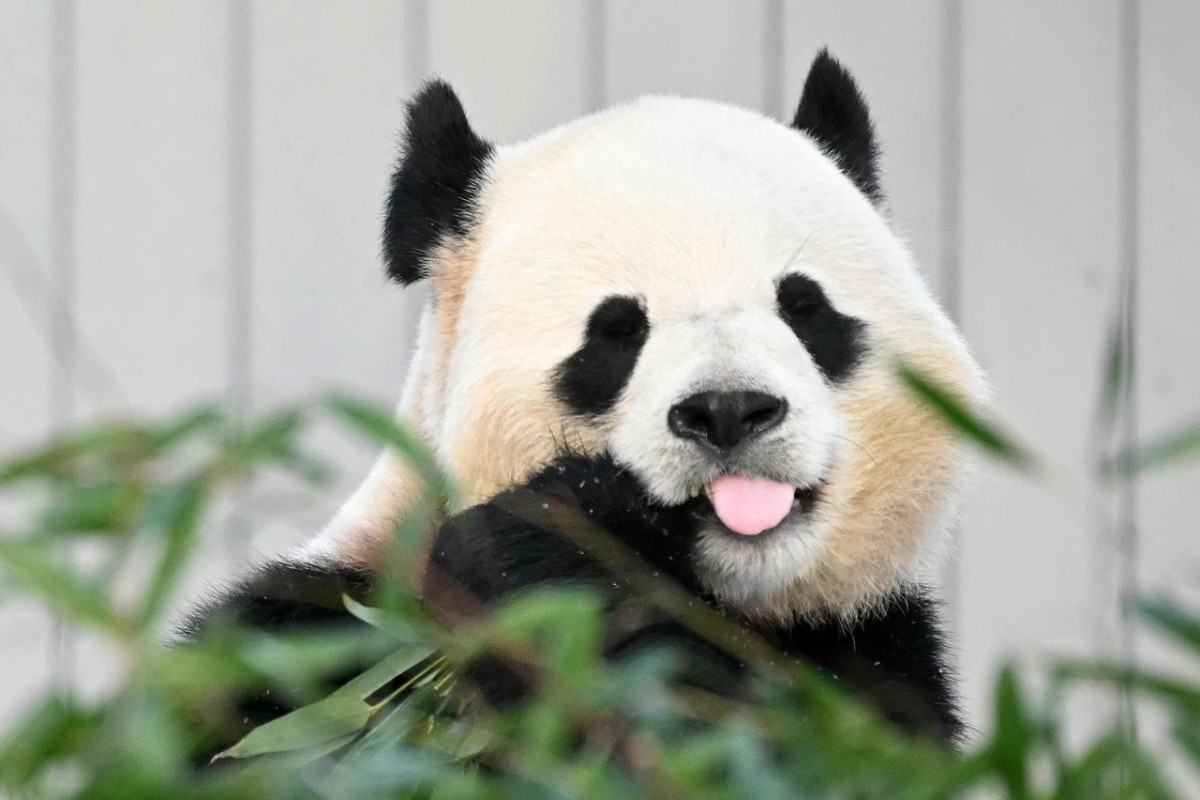 China to send two pandas to US as symbol of friendship — Xi