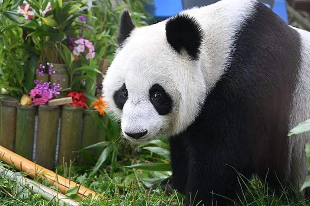 Çin ABŞ-a iki panda göndərib